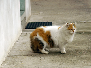 Image showing Cat picture