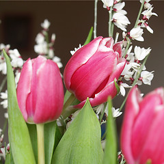 Image showing Tulip picture