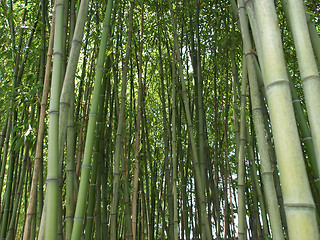 Image showing Bamboo picture