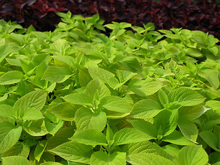 Image showing Coleus Nettle plant