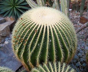 Image showing Cactus