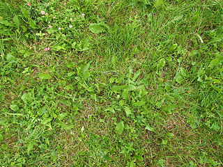 Image showing Grass meadow