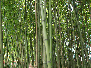 Image showing Bamboo picture