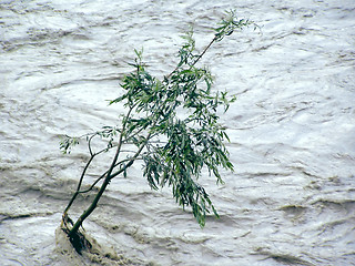 Image showing Lonely tree resisting flood
