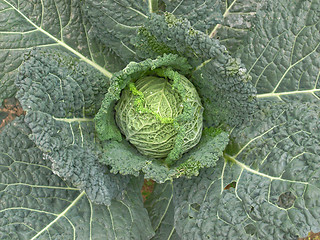 Image showing Cabbage picture