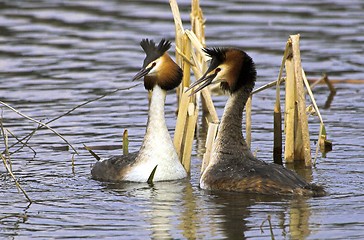 Image showing Great Crested Grebe