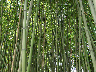 Image showing Bamboo picture