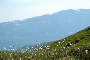 Image showing Bog grass and mountain