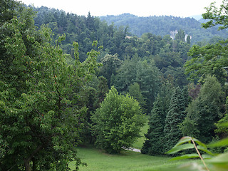 Image showing Trees on a hill