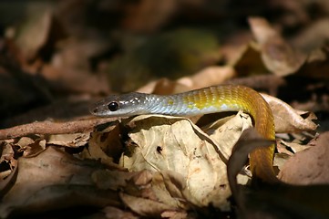 Image showing green tree snake