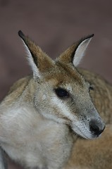 Image showing kangsroo