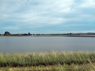 Image showing Paddy field