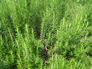 Image showing Rosemary