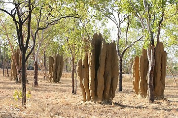Image showing termite hill