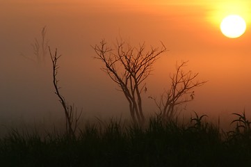 Image showing trees at morning fog