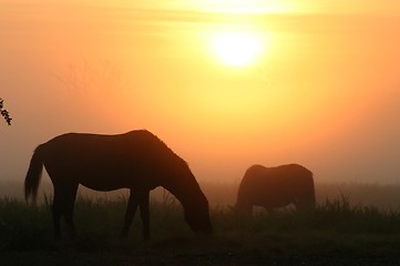 Image showing horses at sunrise