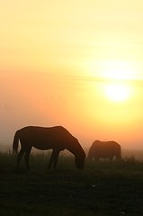 Image showing horses at sunrise