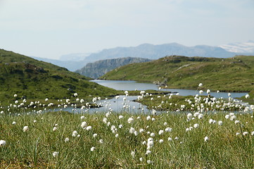 Image showing Bog cotton and lake