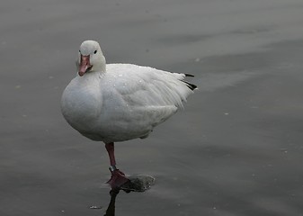 Image showing snow goose