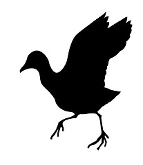 Image showing vector silhouette of the wild bird on white background