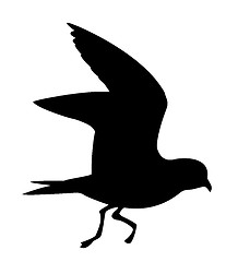 Image showing vector silhouette of the wild bird on white background