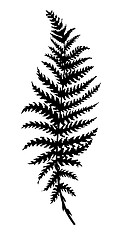 Image showing vector silhouette sheet fern on white background