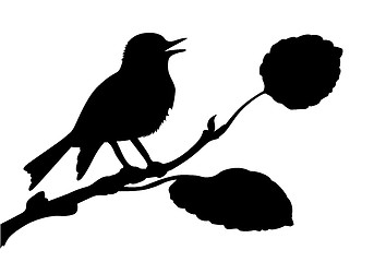 Image showing vector silhouette of the bird on branch