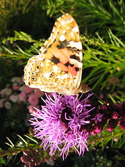 Image showing Butterfly