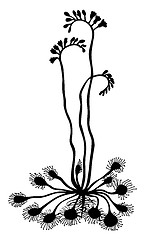 Image showing vector silhouette sundew on white background