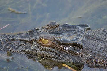 Image showing crocodile