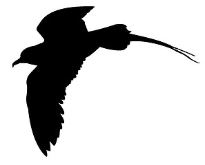 Image showing vector silhouette of the sea bird on white background