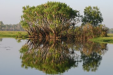 Image showing crocodile river