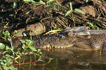 Image showing lazy croc