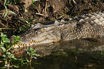 Image showing lazy crocodile