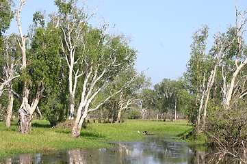 Image showing kakadoo national park