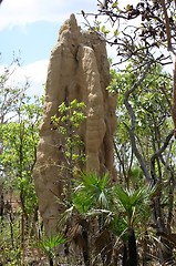 Image showing termite hill