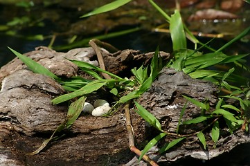 Image showing turtose eggs