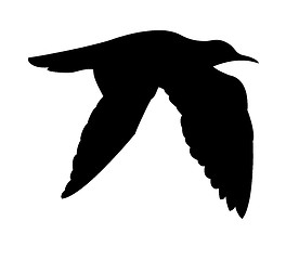 Image showing vector silhouette of the sea bird on white background