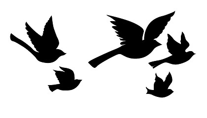 Image showing vector silhouette flying birds on white background