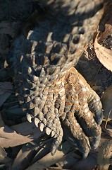 Image showing croc food