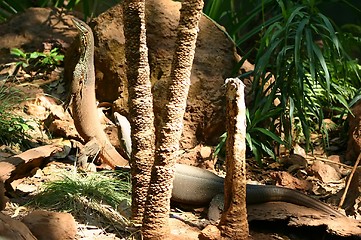 Image showing lizzards