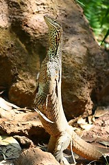 Image showing standing lizzard