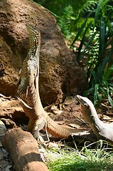 Image showing lizzards