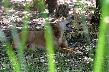 Image showing lazy dingo