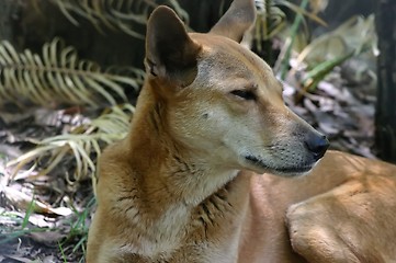 Image showing dingo