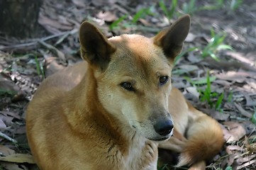 Image showing dingo