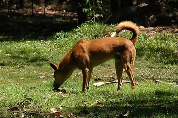 Image showing dingo