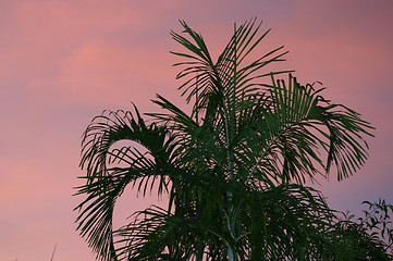 Image showing palm at sunset