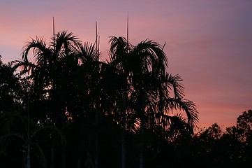 Image showing palns at sunset