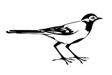 Image showing vector silhouette of the wagtail on white background